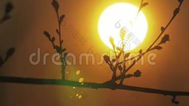 在黎明的太阳升起的大自然中，树枝的<strong>剪影</strong>。 树木在日出背景下的<strong>剪影</strong>。 树树